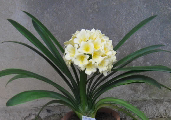 技巧|养君子兰，什么样的植料最好？应该怎么搭配？分享几个技巧