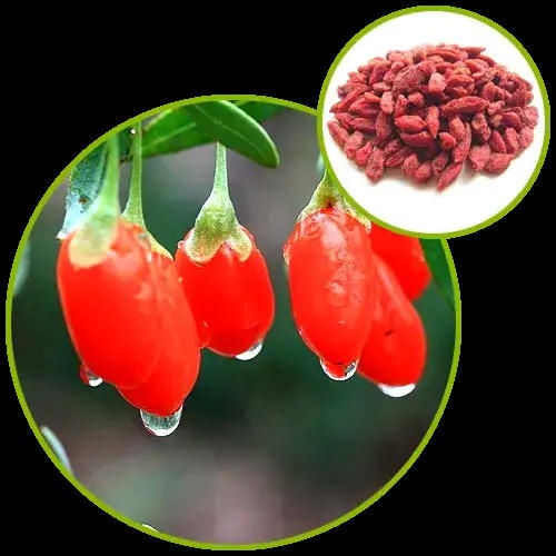 医生|吃枸杞能降尿酸吗？痛风患者能用枸杞泡水喝吗？医生详细告诉您！