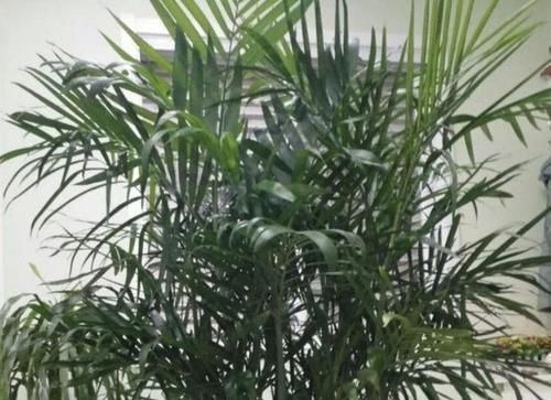 养花就养这几款，不仅旺财运，还能吸甲醛净化空气，幸福满满