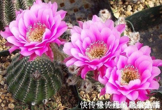 家里养这5种花，怎么折腾也不死，养一盆爆一盆，懒人也合适