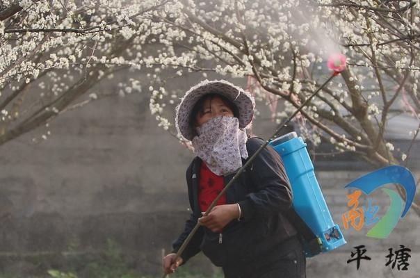 【新春走基层】平塘塘边：千亩李花竞相盛开 群众致富喜从心来