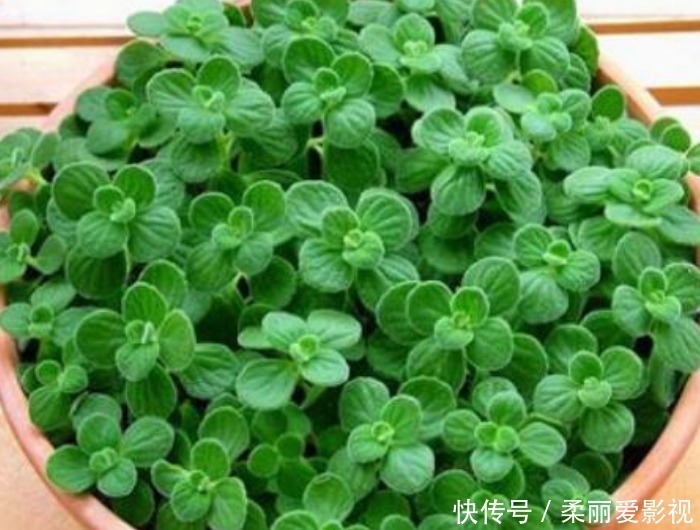 阳台上|最适合新手养的4种花,镇宅又旺财,家里更清新,养在客厅上档次