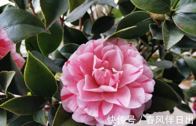 茶花|秋季养花的首选目标,这4款榜上有名,全赖漂亮又好养的优势