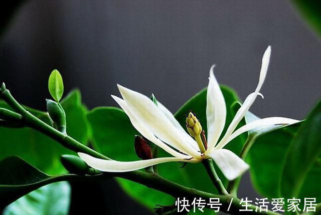 养花试试这几款,植株矮小,花朵密集,放在阳台上节省空间