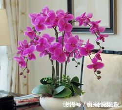 叶片|6种耐阴花,不晒太阳,也能四季开花,是家庭盆栽佳品!