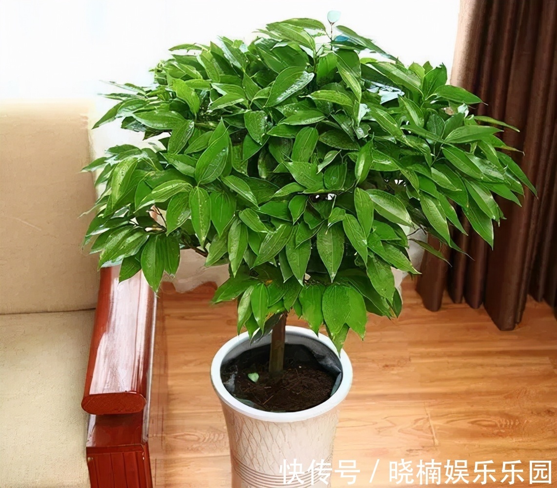 客厅见树,后代富足,7种“吉利树”,随便养一盆,养人又旺家