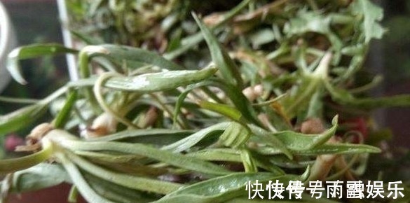 野菜|农村一种罕见野菜，老农每天只能找到两三斤，一斤50块