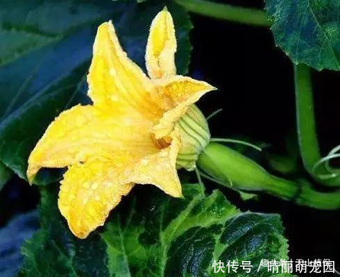 种植|明朝时引进的蔬菜，如今5毛一斤没人要，殊不知花朵是上好野菜！