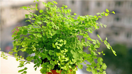 植株|4种花就靠“水养”,多浇水、长得快,花友嗜水如命