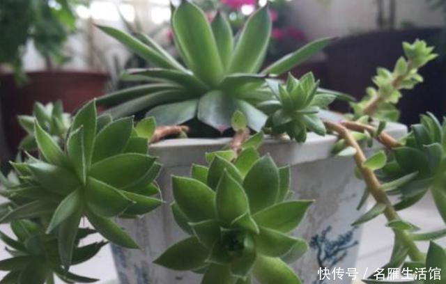 盆死|多肉养1盆死1盆?记住这4条规则就能一个劲地长,又肥又漂亮