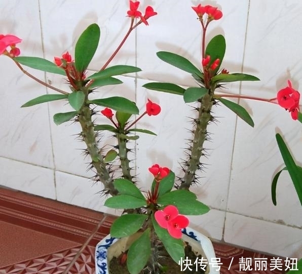 天冷养花,早晨别做这几件事,植物才会感激你哦