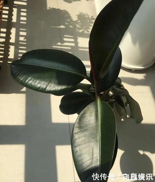 卧室放这三种花,漂亮耐看,提高睡眠质量,一宿睡到天亮