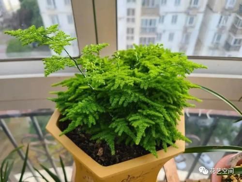 文竹有“三怕”，避开养，黄叶烂根很少见，蹭蹭往上长