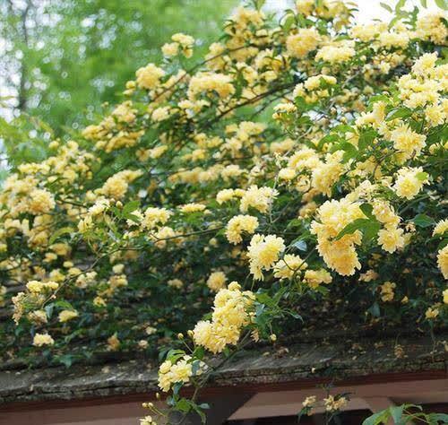 院子再小也要养棵它,开花美艳大方,香气浓郁清新,邻居看了羡慕