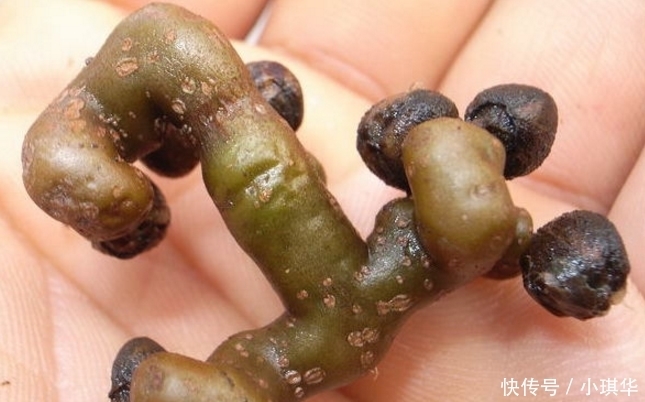 拐枣|我国“最怪”水果,比“甘蔗”甜,插土就活,你们吃过吗?