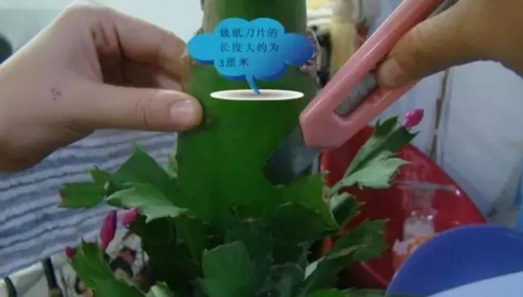 嫁接|3种花,1棵开出“五彩花”,只差这“1步”,懒人也能养得好,美