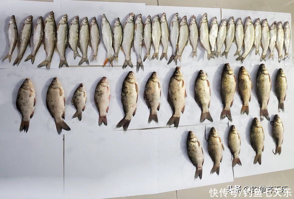 钓友|钓了5斤鲫鱼和白条，被罚4000元！在长江流域钓鱼可不是闹着玩的