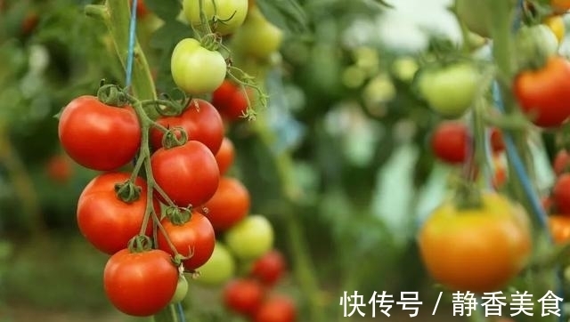 番茄有3个“好搭档”,一起炒着吃营养美味!别只知番茄炒蛋