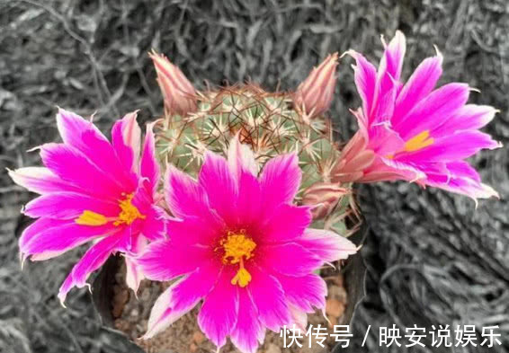 球属|见过“仙人球”开花吗想要开出漂亮的花，掌握3点就够了，美！