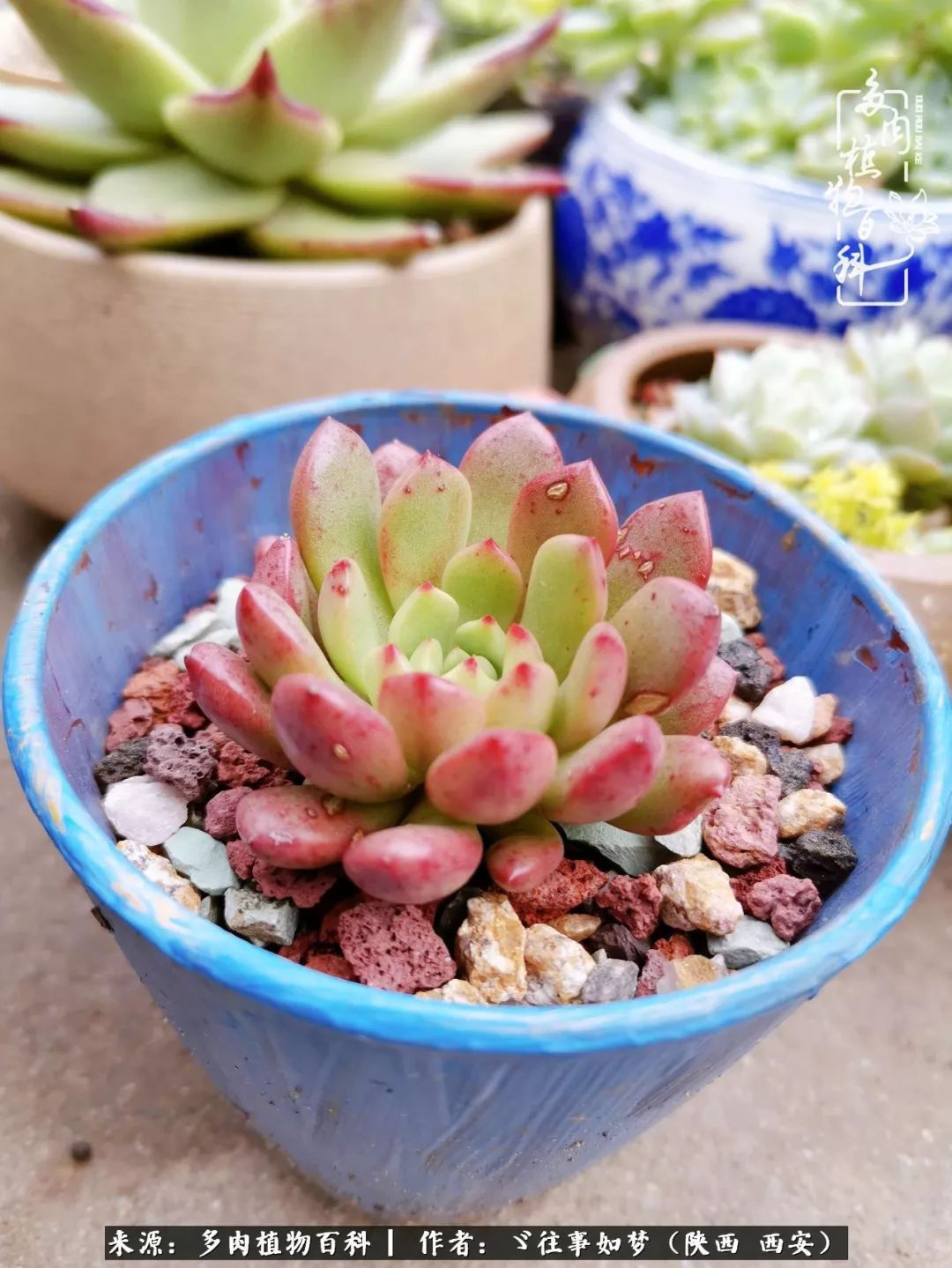 愿你付出甘之如饴,愿你所得归于欢喜!