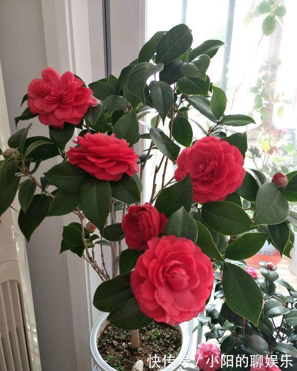 “寿命长”的11种花,好养寓意好,越养越值钱