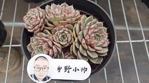 浇水|多肉叶片干瘪发软,不是缺水还有这3种原因,你都知道吗?