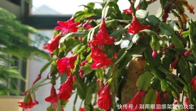 养好蟹爪兰,就看4月份,现在施肥换好盆,秋天睡醒就能赏花!