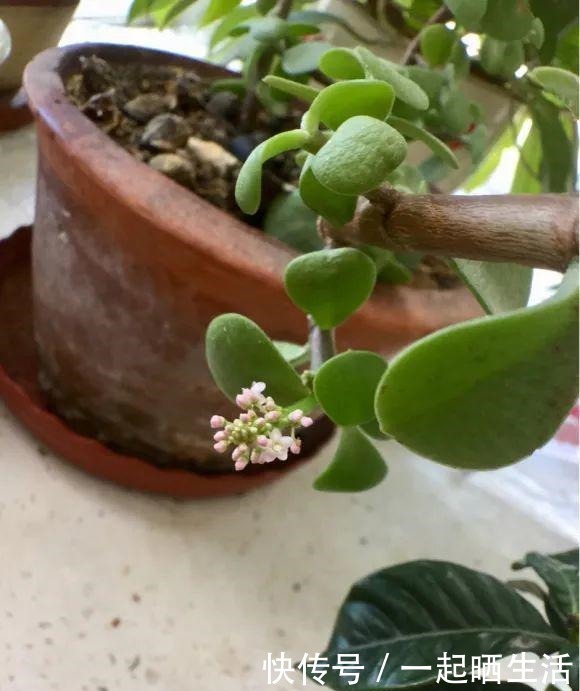 金枝玉叶开花了，特罕见，比雅乐之舞还美！金枝玉叶开花了，特罕见，比雅乐之舞还美！