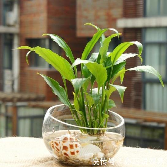 5种花丢水里就活，每周加点水，简简单单轻松爆盆！