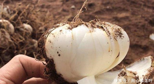 特产|若不差钱,不如尝尝甘肃这5种特产美食,第5种很少人吃过