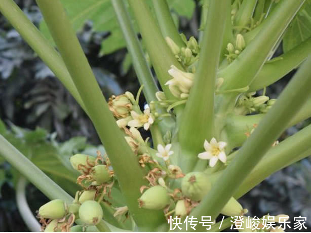 浇水|在家也能种“木瓜”，简单好养结果多，果子挂满树，又大又甜，值