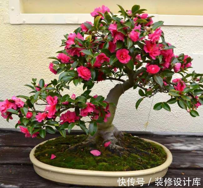 水层|把花种花盆里就像人穿鞋,适当“垫一垫”,才能透气不“捂根”