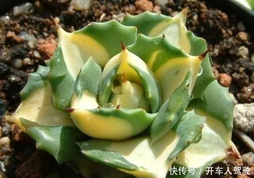 这些多肉植物,不需要防护措施也可以安全度夏,省心省力!