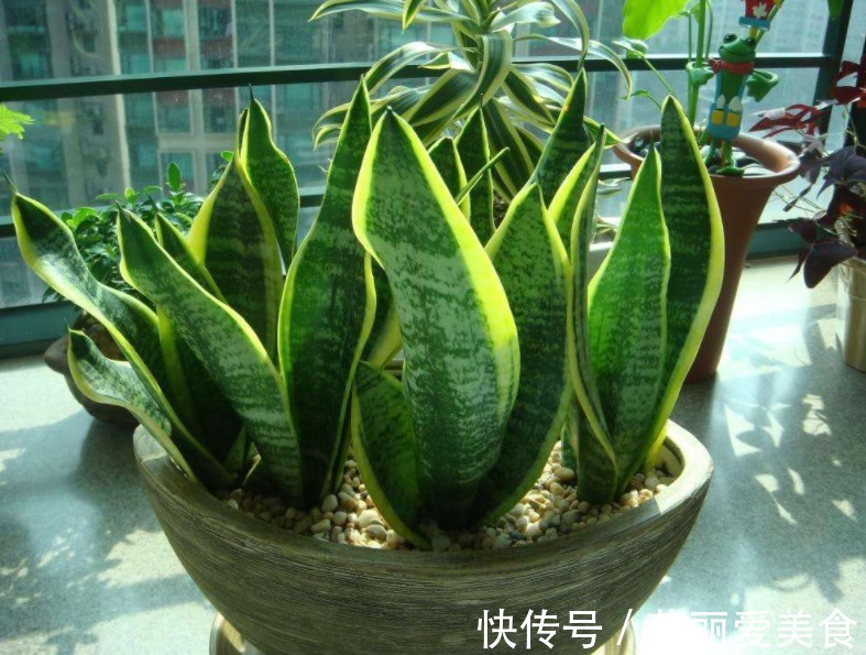 学2招,让不爱出芽的虎皮兰接二连三地往外冒新芽吧!