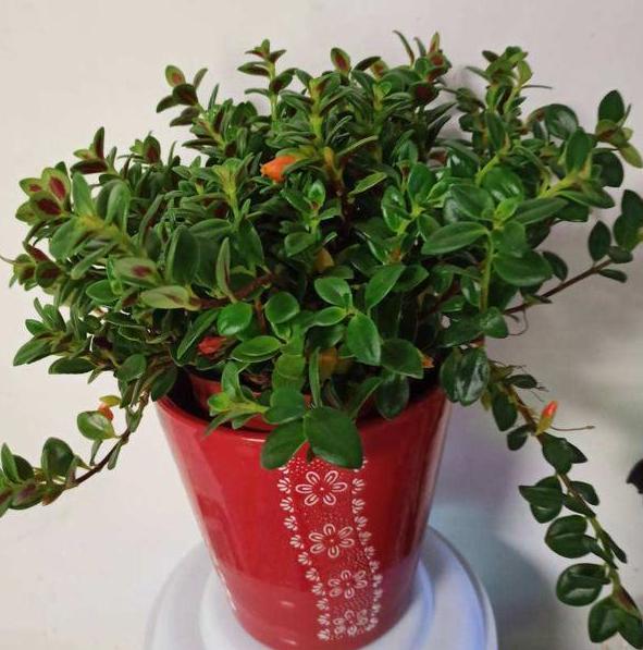 养花太''烧钱''用它们制作漂亮花盆栽种植物，乐趣多、实用