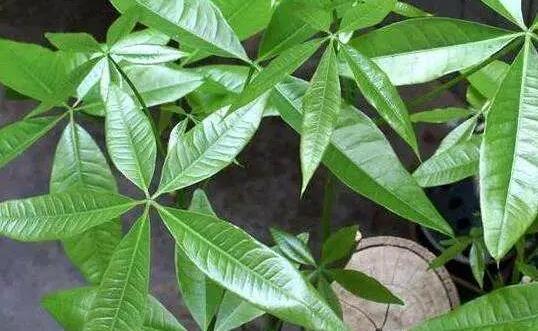 发黄|夏季养发财树,按照以下技巧来做,生长旺盛,枝繁叶绿有光泽