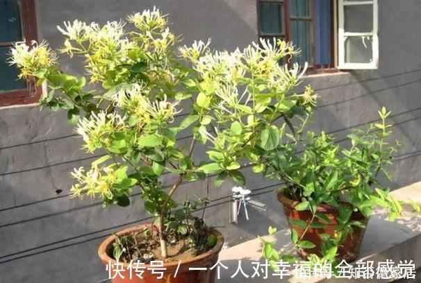 浇花|这5样“小药丸”不值钱,过期了却仍能磨粉养花,好处多多