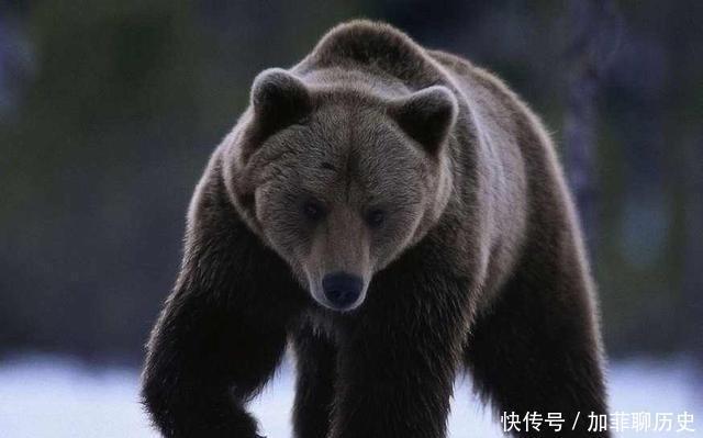 为啥|红警3中苏联为啥使用战熊来当作侦察单位