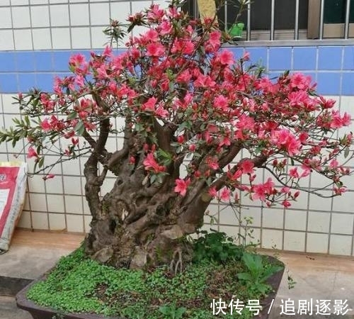 映山红|映山红,夏秋季巧施肥,来年开花美