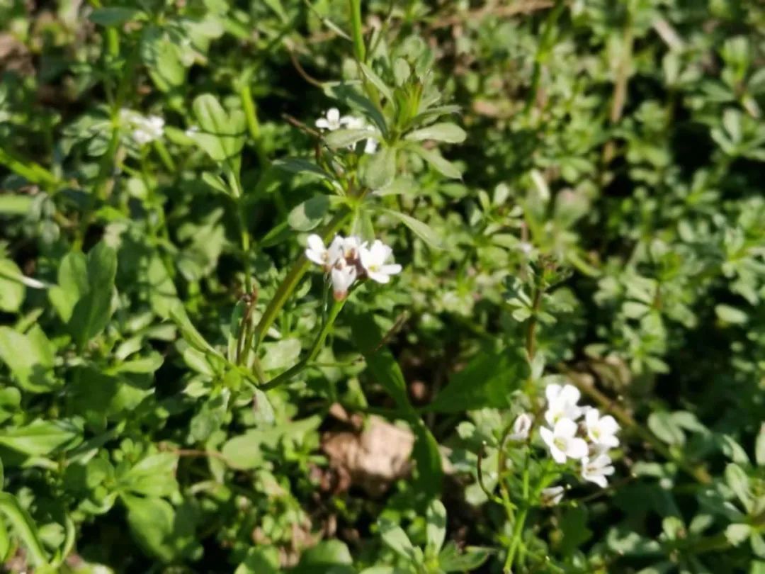 失眠|一味民间常见野草,安神养心,是治失眠的良药,遇到要珍惜!