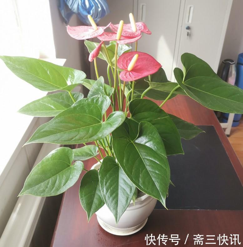 5种大型花原来是个酒鬼，每周灌点酒，喝完马上绿油油！