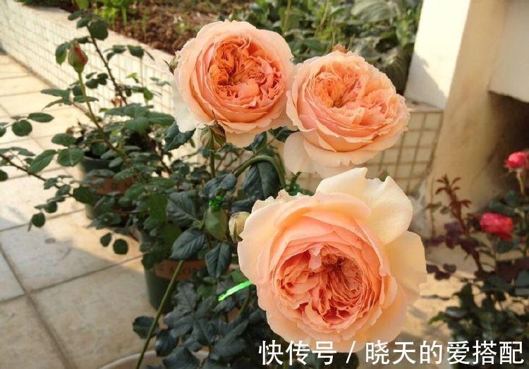 阳台族|农历7月2日开始，养花养个耐看的，花型奇特美丽，常年开花不断