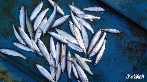 我国公认“最难吃”的6种鱼,如果你全部吃过,我敬你是条汉子