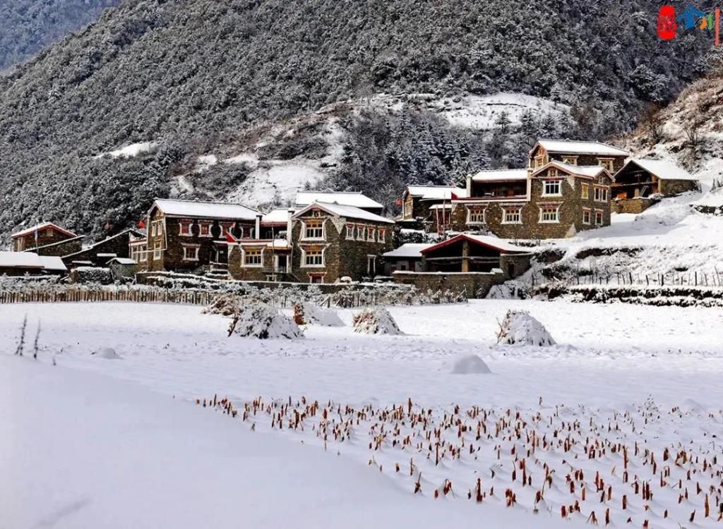 迎一场春雪 待春来花开