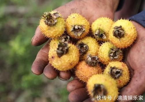 孩子|农村孩子常吃的6种野果,茶泡上榜,城里人可能只认识2种