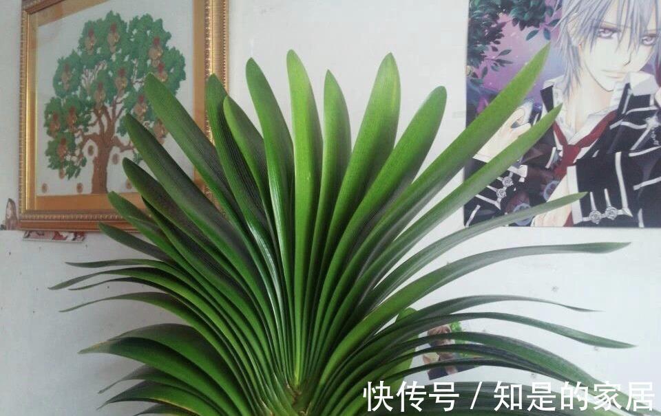 花盆儿|立秋之后,君子兰这么养,叶子厚又亮,开花大爆发