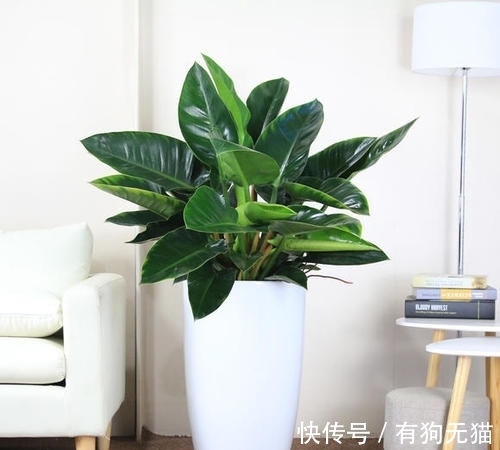89%的人不认识这种植物,它才是净化甲醛的高手
