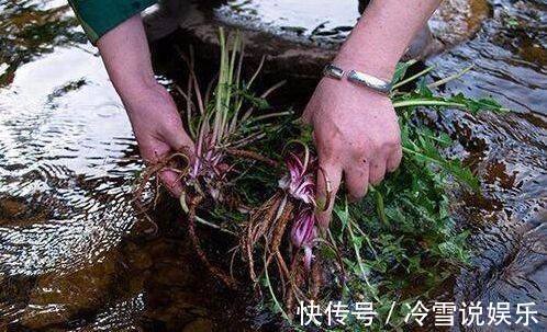 蒲公英|妇科炎症的”消炎工“，水里加点它，滋阴补肾，远离妇科病的烦恼