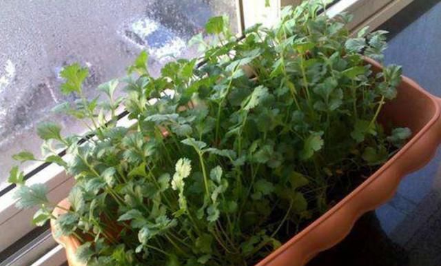 3种蔬菜初春种，撒点种子不费心，小菜苗疯长