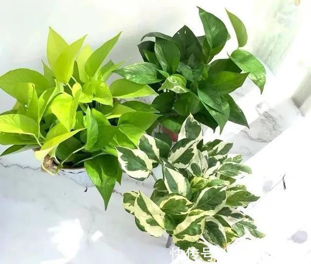 客厅养花就选这5种,清雅又大方、越养家里越干净,越养越健康